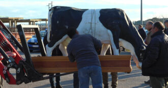 Copertina di Protesta dei trattori a Ragusa, gli agricoltori trasportano l’effigie di una vacca in una bara – Video