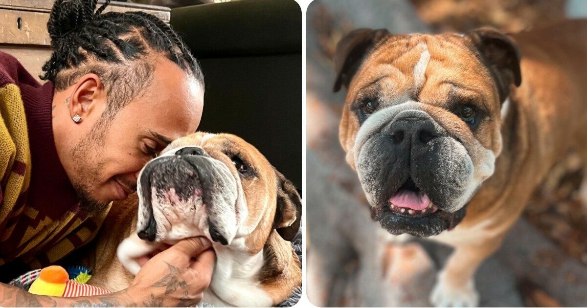 Roscoe, il cane vegano di Hamilton con un milione di follower e compensi stellari: ecco quanto guadagna