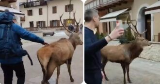 Copertina di Cervo a spasso tra le vie dello shopping ‘posa’ per i selfie dei turisti – VIDEO
