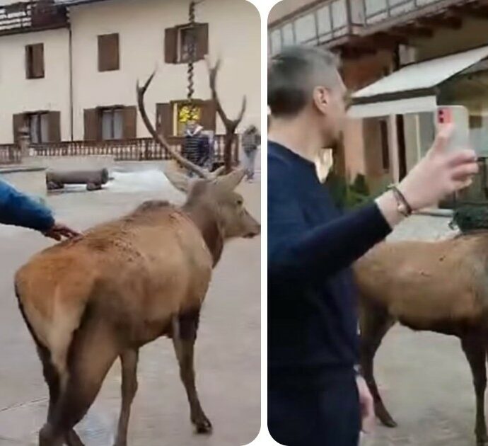 Cervo a spasso tra le vie dello shopping ‘posa’ per i selfie dei turisti – VIDEO