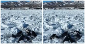Copertina di Orche rimangono intrappolate nel ghiaccio, la lotta per tornare in mare aperto
