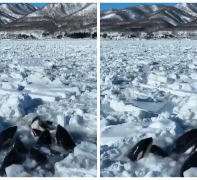 Orche rimangono intrappolate nel ghiaccio, la lotta per tornare in mare aperto