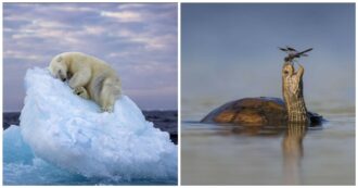 Copertina di L’orso bianco che dorme su un “letto di ghiaccio” vince il Wildlife Photographer of the Year