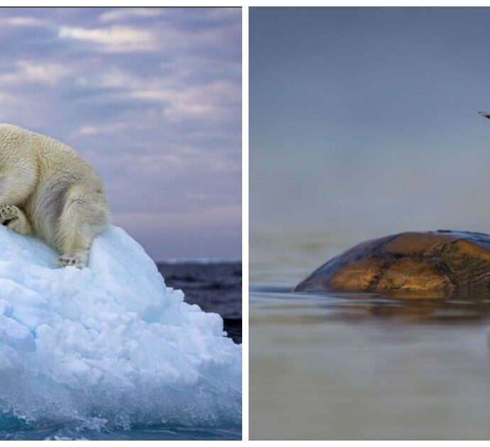 L’orso bianco che dorme su un “letto di ghiaccio” vince il Wildlife Photographer of the Year