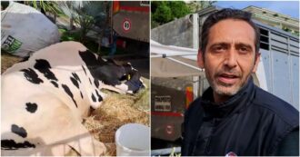 Copertina di Gli agricoltori portano la mucca Ercolina 2 a Sanremo: “Protestiamo contro le folli leggi dell’Ue. Andremo sotto all’Ariston”