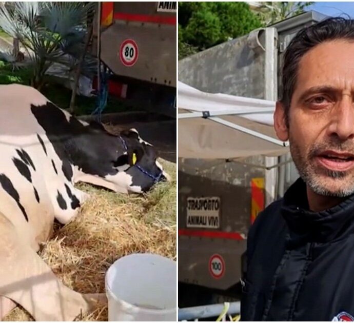 Gli agricoltori portano la mucca Ercolina 2 a Sanremo: “Protestiamo contro le folli leggi dell’Ue. Andremo sotto all’Ariston”