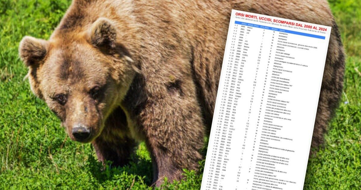 Trento, il corteo contro la “legge ammazza-orsi” e in ricordo di M90. “La strage è già iniziata”: in 62 morti, catturati o scomparsi | L’elenco