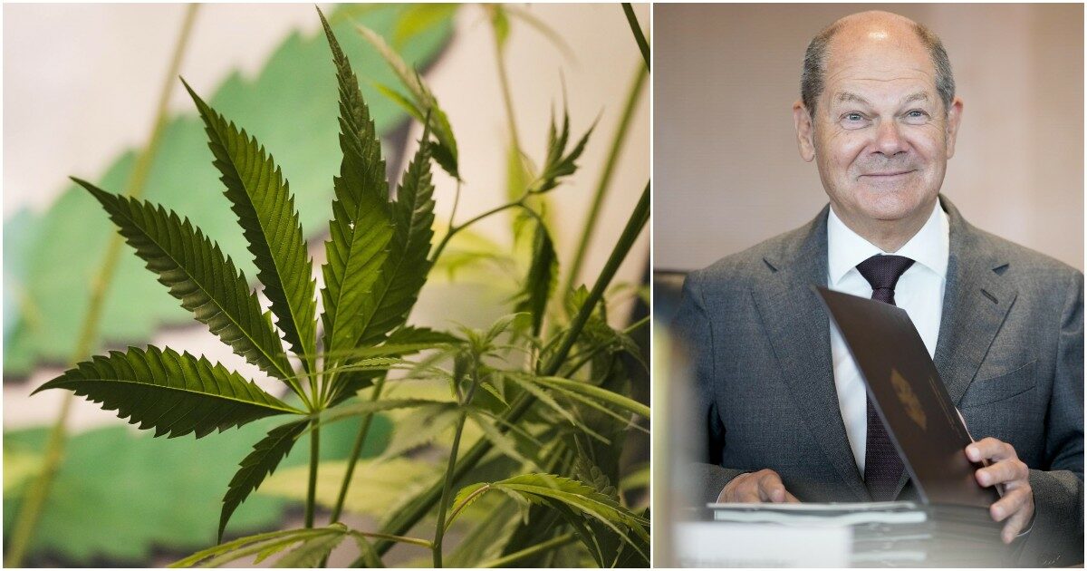 Germania locomotiva in Ue? Sulla cannabis. Liberalizzazione dal 1° aprile, cosa c’è nella legge: limite di 25 grammi, i club, tagliando dopo un anno