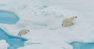Copertina di Orsi polari a rischio: non riescono ad adattarsi alla riduzione del ghiaccio artico e fanno fatica a cacciare le foche