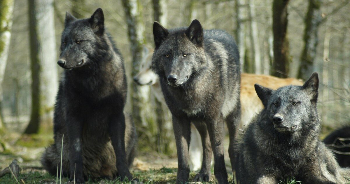 “I lupi di Chernobyl sono diventati più resistenti al cancro”: i sorprendenti risultati dello studio americano
