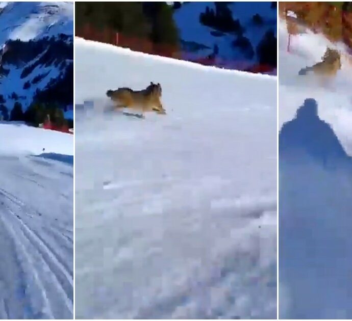 Sciatore insegue un lupo sulle piste in Trentino, l’animale finisce nelle reti di protezione. L’Enpa lo denuncia: “Maltrattamento”