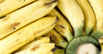 Copertina di Prima banana geneticamente modificata ottiene autorizzazione per il consumo