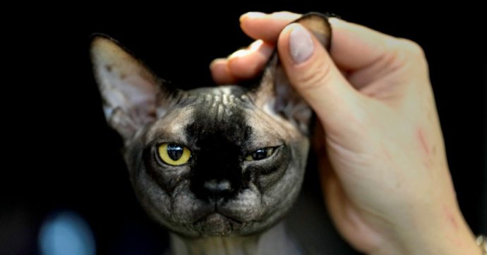 “Il micio fa quello che io vorrei fare, ma con meno letteratura”