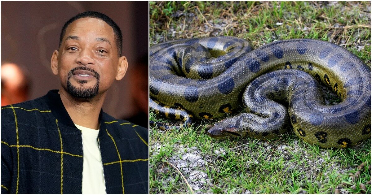 Will Smith scopre la “doppia” anaconda gigante: la clamorosa rivelazione mentre stava girando un documentario del National Geographic