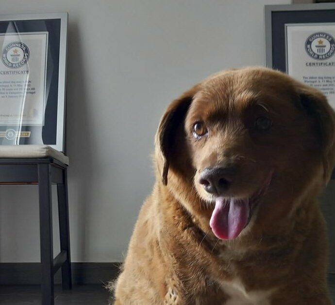 Annullato il Guinness dei primati per Bobi, non era il cane più vecchio del mondo: “Mancano prove concrete per dimostrare la sua età”