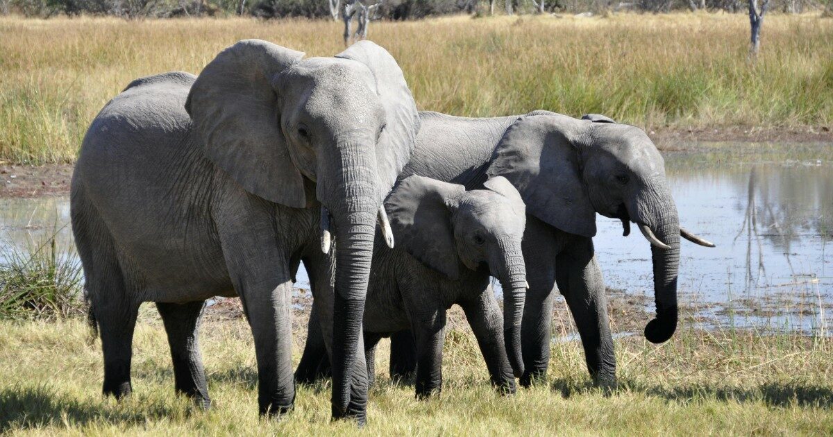 Gli elefanti terrorizzano la Thailandia: “Uccidono e giocano con i corpi delle vittime come fossero bambole”