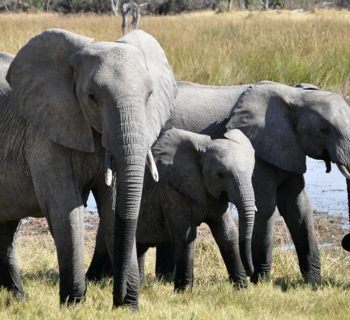 Gli elefanti terrorizzano la Thailandia: “Uccidono e giocano con i corpi delle vittime come fossero bambole”