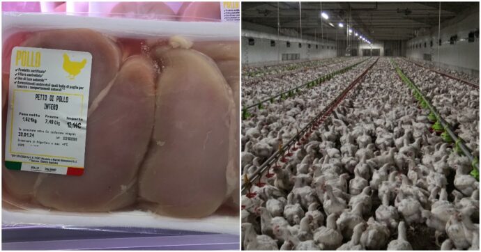 Striature bianche sui petti di pollo: Lidl nega ma sul benessere animale nessuna vera proposta