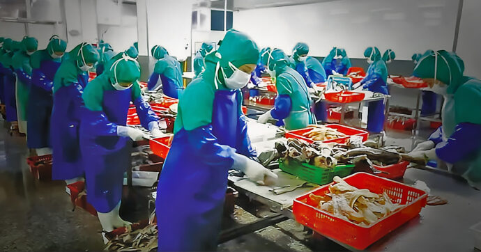 Lavoratori della Corea del Nord “prestati” alla Cina: così abusi e violenze arrivano nel nostro piatto. L’inchiesta su FQ MillenniuM