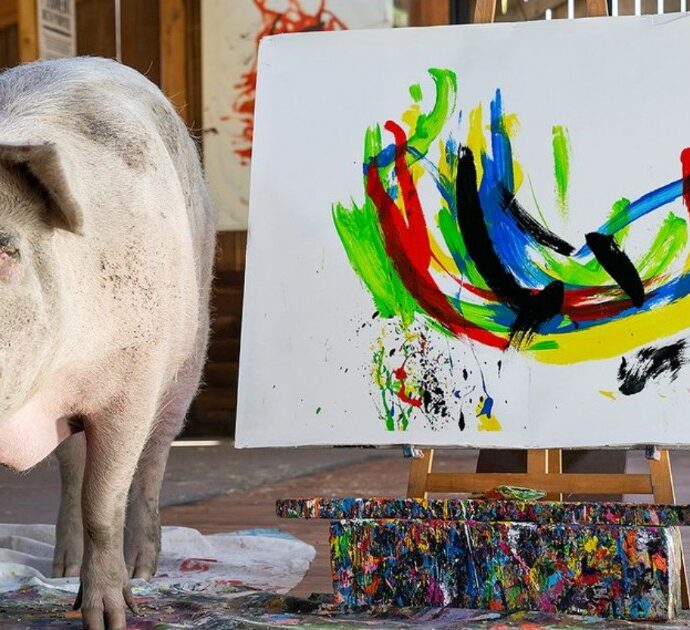 È morta Pigcasso, la maialina salvata dal macello e diventata un’artista: “Con la vendita dei suoi quadri ha aiutato molti animali”