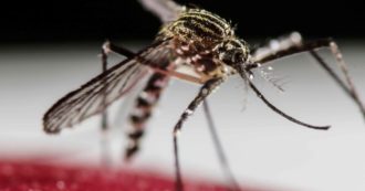 Copertina di Febbre Oropouche, in Veneto il primo caso europeo: il virus dell’Amazzonia viene trasmesso dalle punture di insetti