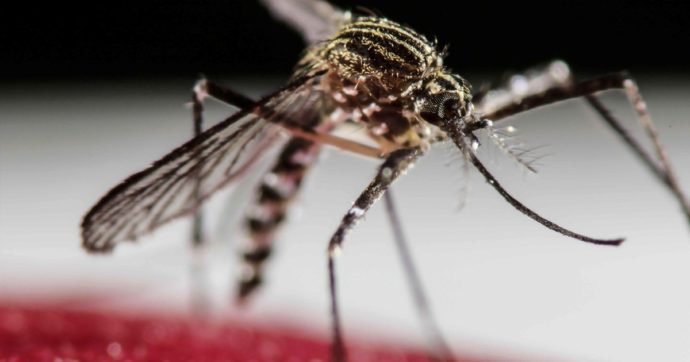 Febbre Oropouche, in Veneto il primo caso europeo: il virus dell’Amazzonia viene trasmesso dalle punture di insetti