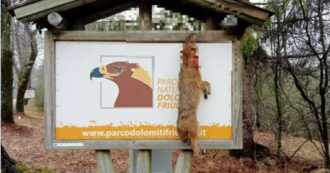 Copertina di Animale protetto morto appeso come trofeo all’ingresso del Parco delle Dolomiti Friulane come un macabro messaggio