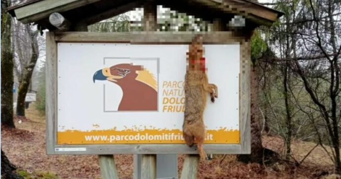Animale protetto morto appeso come trofeo all’ingresso del Parco delle Dolomiti Friulane come un macabro messaggio