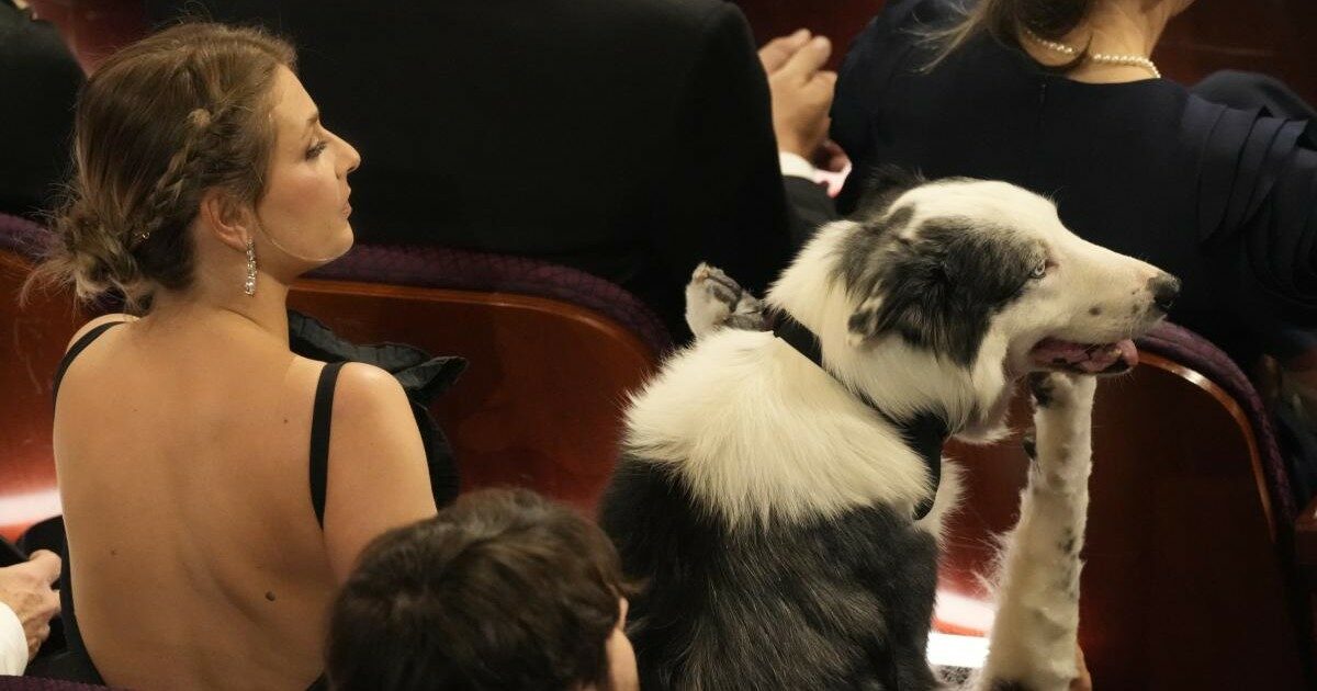 Oscar 2024, il cane Messi seduto in platea è la vera star della serata: “Un artista incompreso”