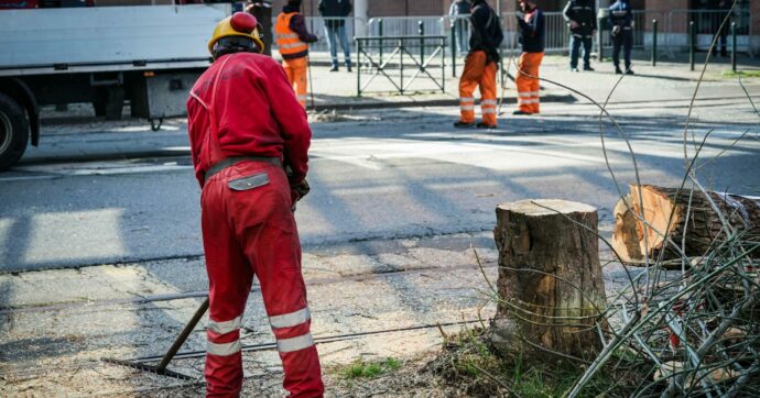 Copertina di Cosa possono fare i cittadini per impedire l’abbattimento degli alberi nei centri abitati