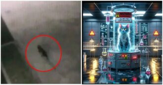 Copertina di Gatto cade in un serbatoio di sostanze chimiche tossiche e scatta l’allarme: “Attenzione, non accarezzatelo: è contaminato”