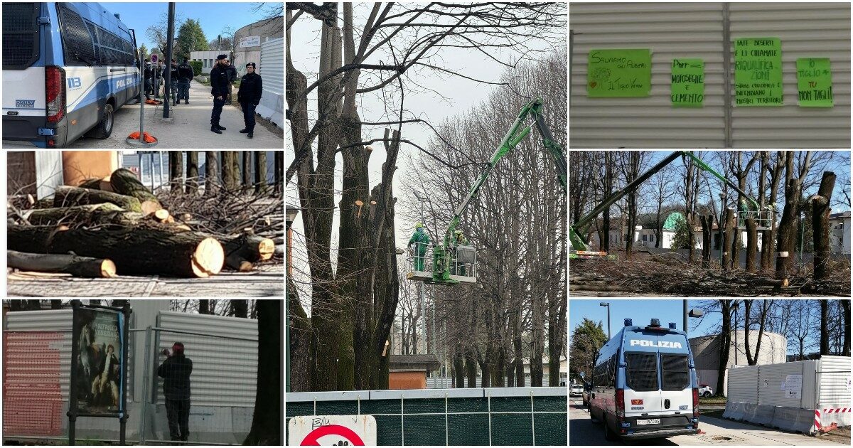 Pordenone, una città sotto assedio per abbattere 53 tigli. La prova muscolare del sindaco Ciriani (fratello del ministro)