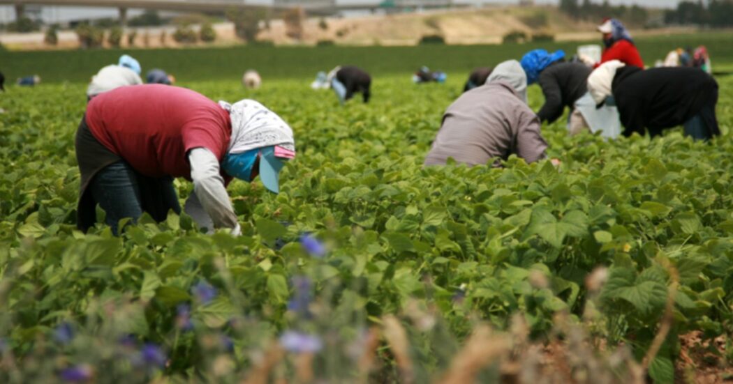 Foggia, frode all’Inps con imprese agricole “fantasma” e immigrazione clandestina: arrestate 15 persone