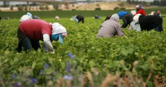 Copertina di Foggia, frode all’Inps con imprese agricole “fantasma” e immigrazione clandestina: arrestate 15 persone