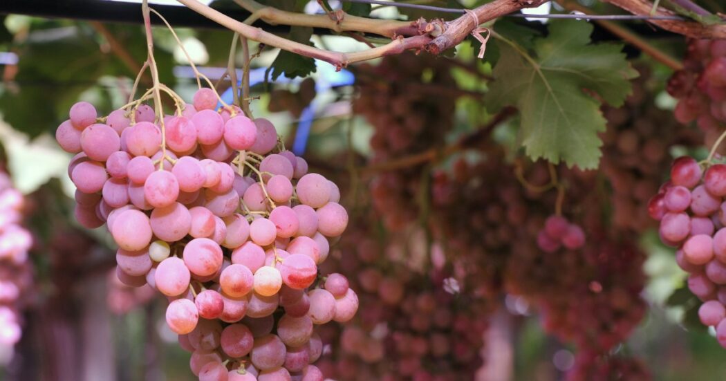 Recise oltre mille piante di viti di Pinot grigio in Trentino, la denuncia: “Gente del mestiere”