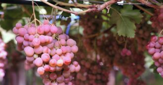 Copertina di Recise oltre mille piante di vite di Pinot grigio in Trentino, la denuncia: “Gente del mestiere”