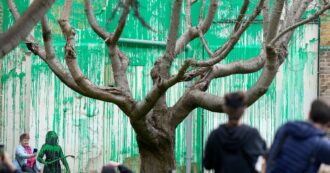 Copertina di La nuova opera di Banksy: a Londra spunta un suo murale “ecologista” dove prima c’era un albero spoglio