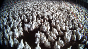 Copertina di Pollo scaduto servito nei Kfc di Cechia e Danimarca: noi di Essere Animali chiediamo garanzie per l’Italia