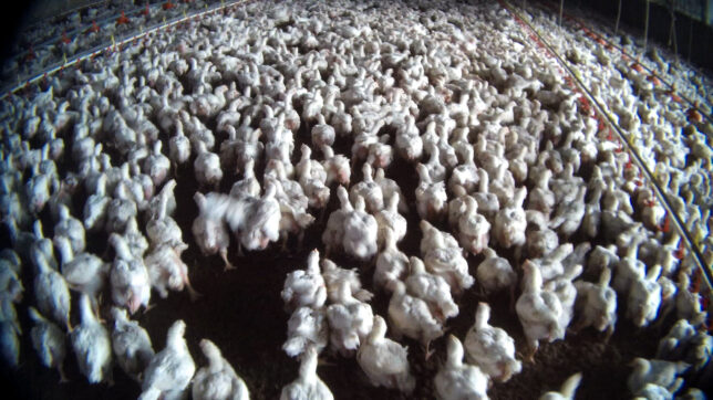 Pollo scaduto servito nei Kfc di Cechia e Danimarca: noi di Essere Animali chiediamo garanzie per l’Italia