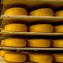 Copertina di Mattia Maestri morto a 13 anni dopo 9 di coma per aver mangiato un formaggio a latte crudo
