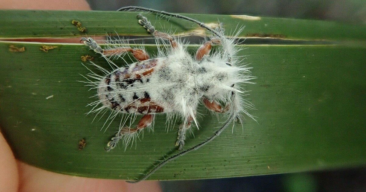 Sembra una ca**a d’uccello ma è una nuova specie di coleottero: la scoperta choc in Australia