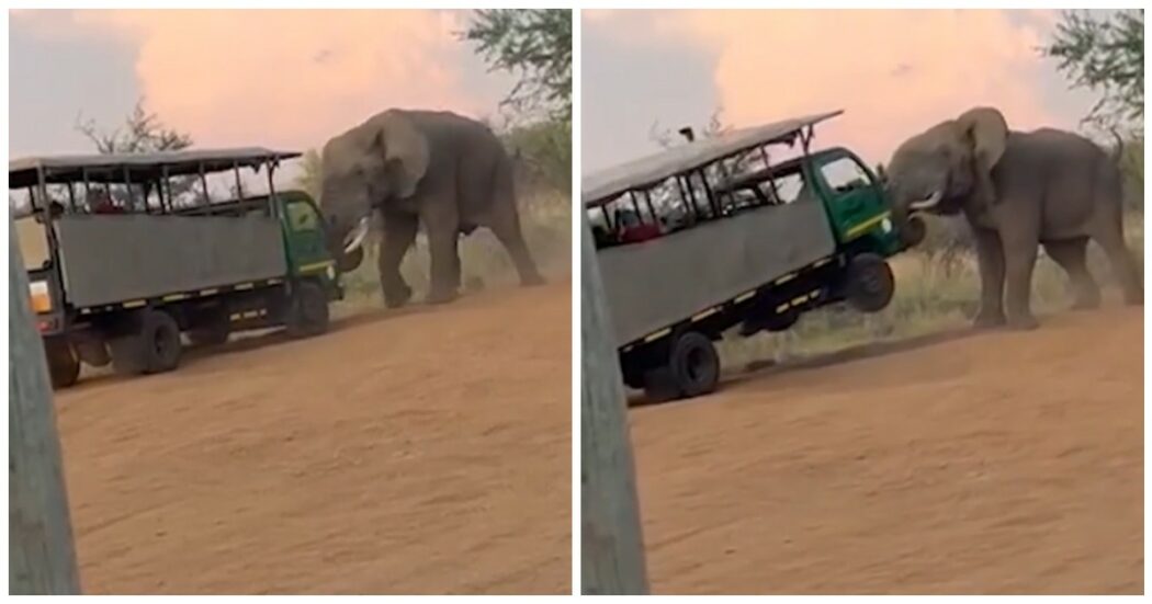 L’elefante stanco dei turisti si infuria e solleva la jeep del safari con le zanne – Video