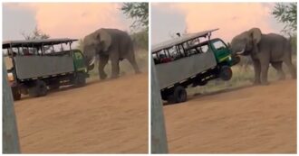 Copertina di L’elefante stanco dei turisti si infuria e solleva la jeep del safari con le zanne – Video