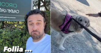 Copertina di Vietano l’ingresso a Luca Toni con il suo cane Stella, l’ex bomber su tutte le furie: “Una follia!”. La replica: “Si sfoga su Instagram come un 16enne”
