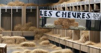 Copertina di Domeniche Bestiali – “Buon lavoro nel ripulire la vostra stalla, capre”: i tifosi delusi riempiono di fieno il centro sportivo dello Charleroi