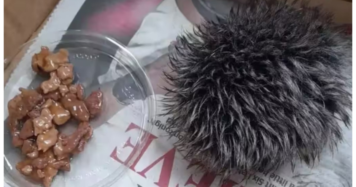 He found an “injured little hedgehog” on the sidewalk and took him to the vet: “Treat him.”  Then the shocking discovery: It was Pom Pom