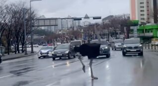 Copertina di Struzzo scappa dallo zoo e semina il caos tra le strade della città sudcoreana di Seongnam