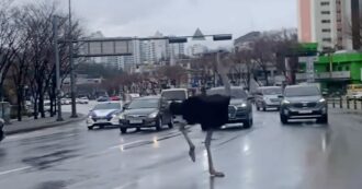 Copertina di Struzzo scappa dallo zoo e semina il caos tra le strade della città sudcoreana di Seongnam