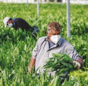 Copertina di Stagionali&turismo, il dl flussi fa il pieno ma non funziona