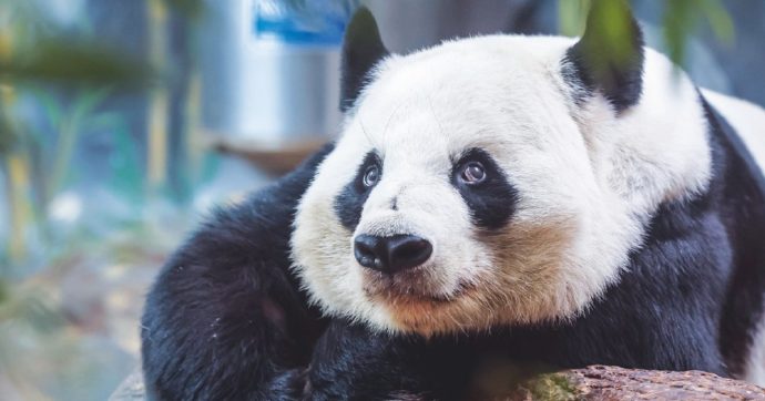 Copertina di Addio Tan Tan, muore a 28 anni il panda gigante del Giappone